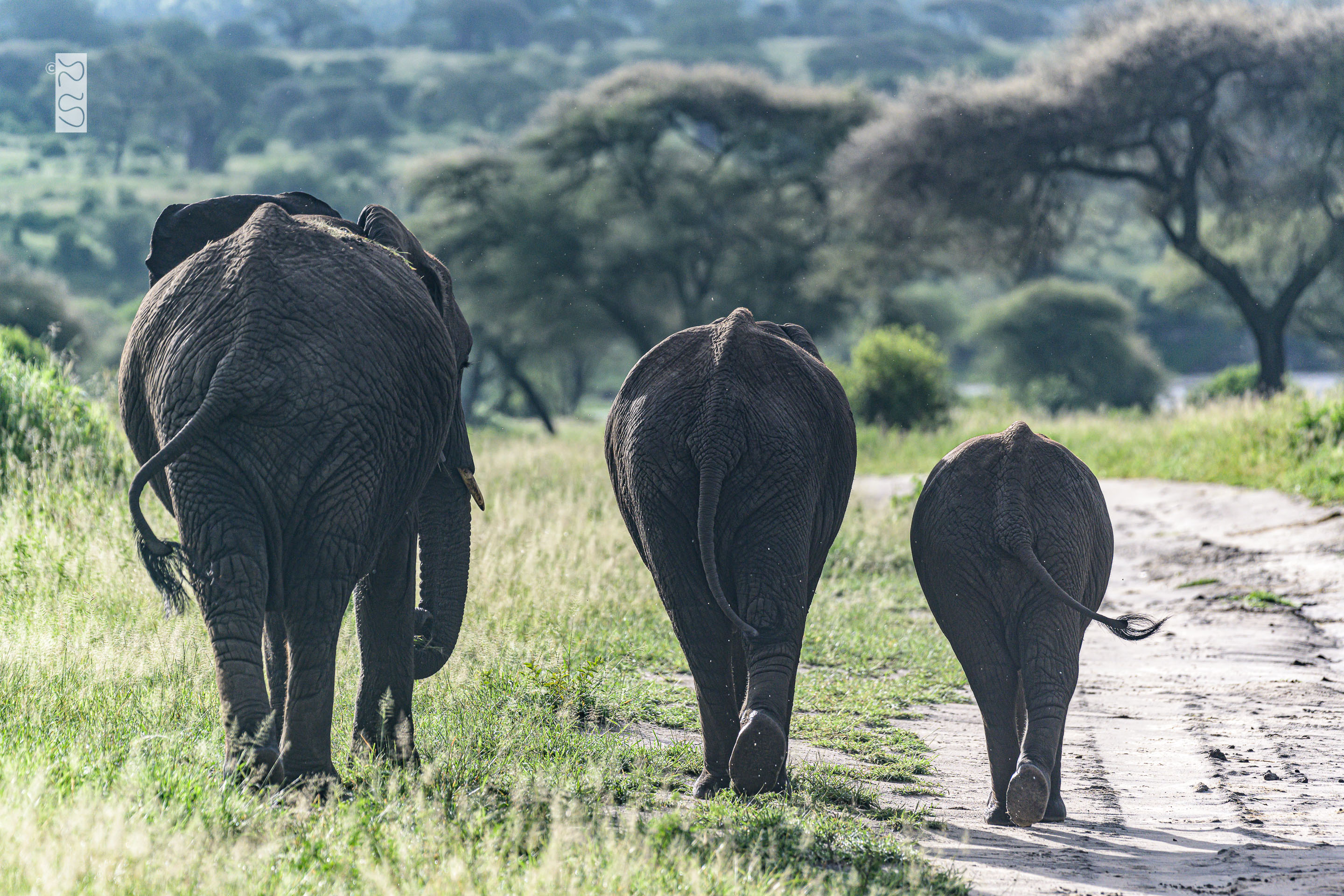Drei Elefanten auf dem Weg